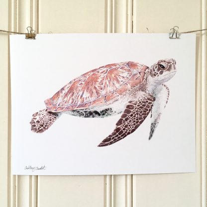 'Sea Turtle' print