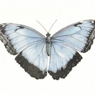 Blue Morpho Butterfly print