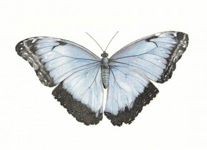 Blue Morpho Butterfly print