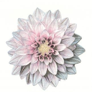 Dahlia