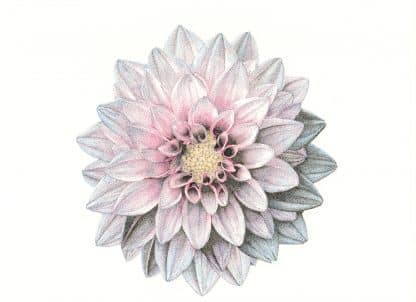 Dahlia