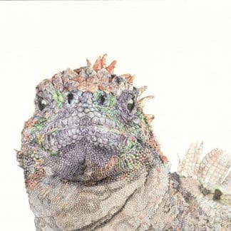 Marine Iguana