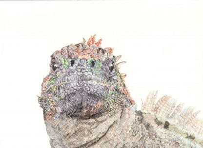 Marine Iguana